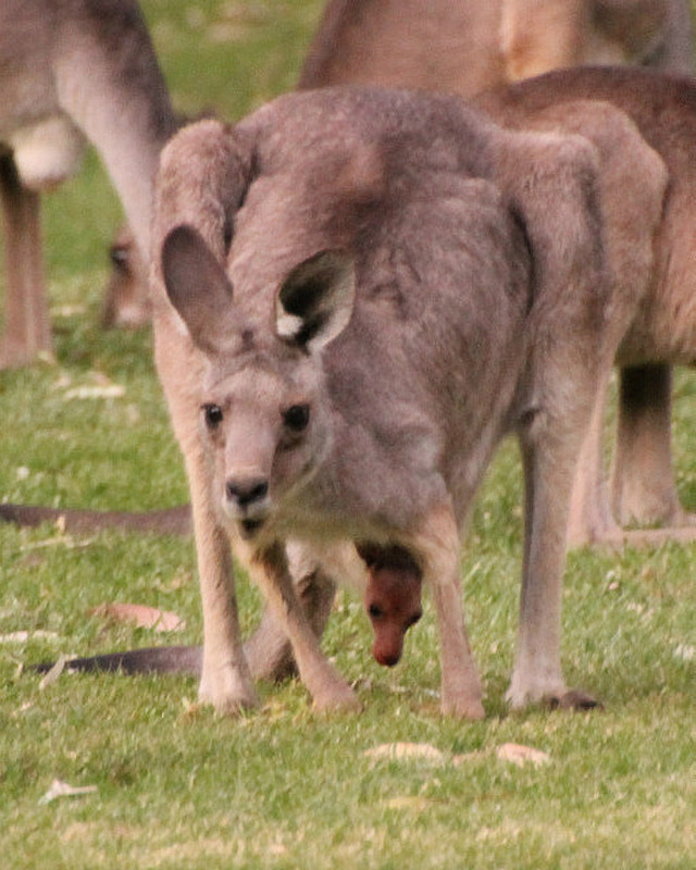 Yes, there are 2 heads, Joey is grazing from pouch