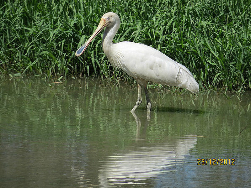A Royal Spoonbill - For Pauline &amp; Colin
