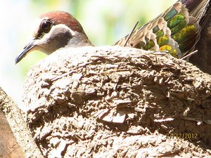 a Common Bronzewing in nest