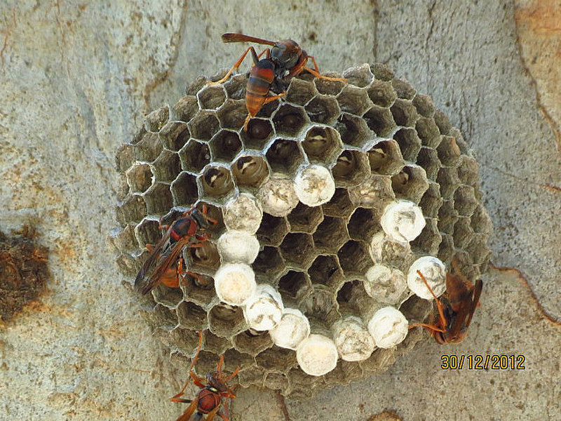 Wasps nest on tree trunk