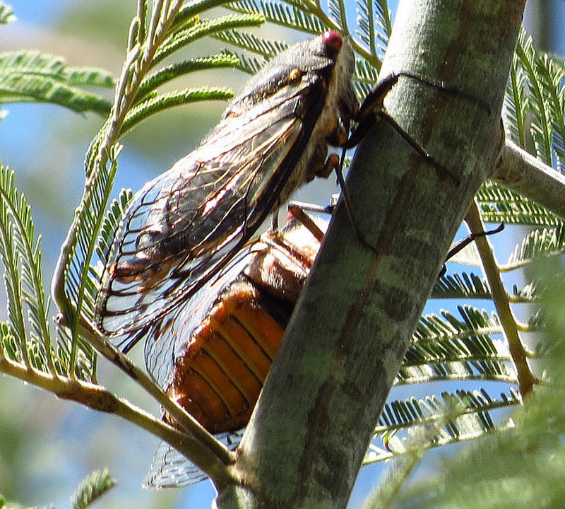 Mating cicadas (We think)