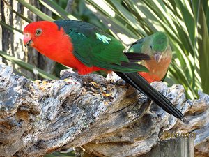 King Parrots