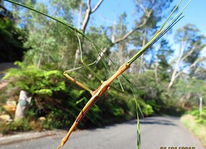 Stick type insect which landed on Jim