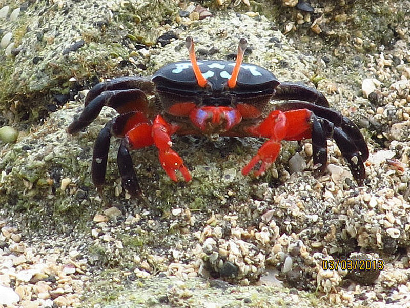 This is a real crab, honestly.