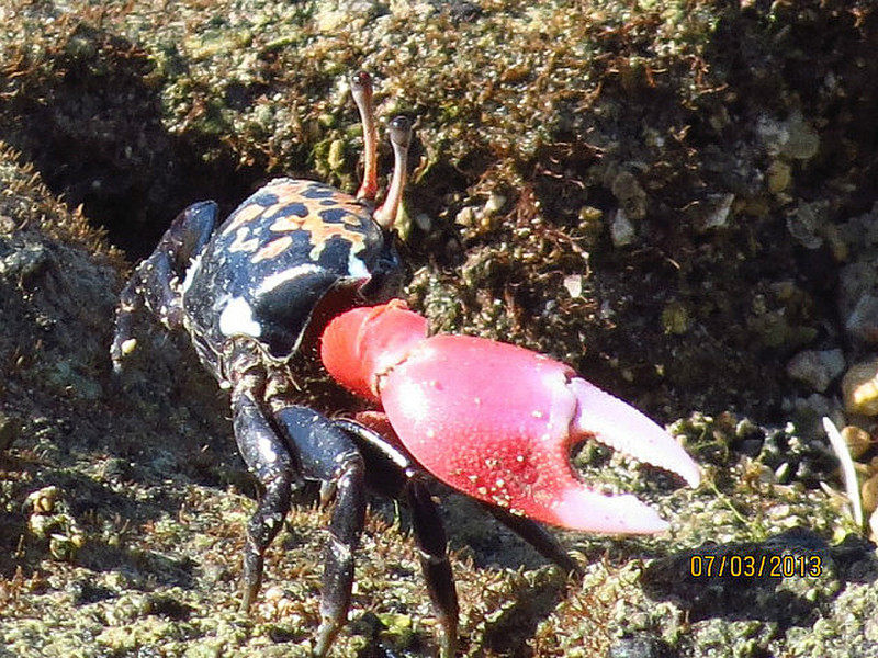 A different red claw crab
