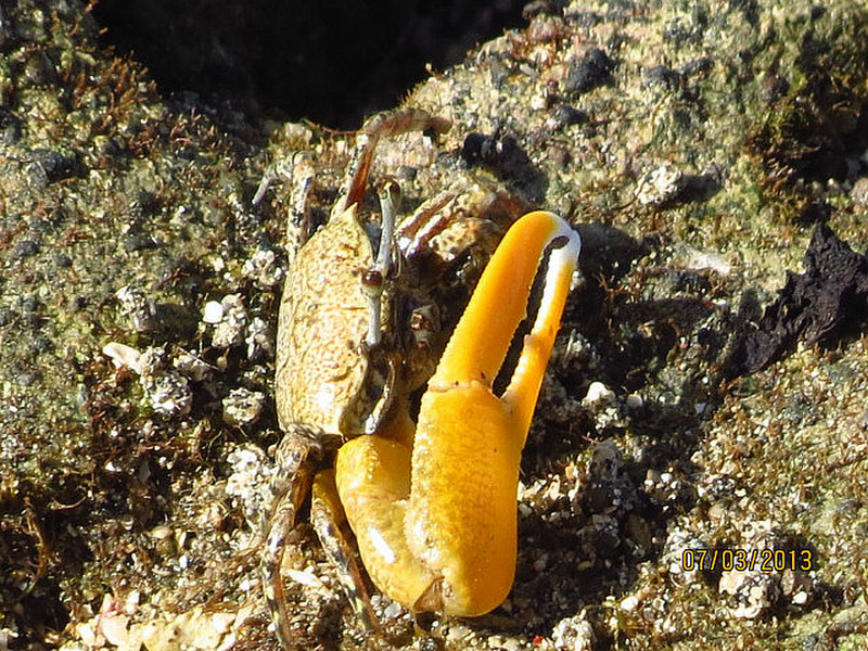 yellow claw crab
