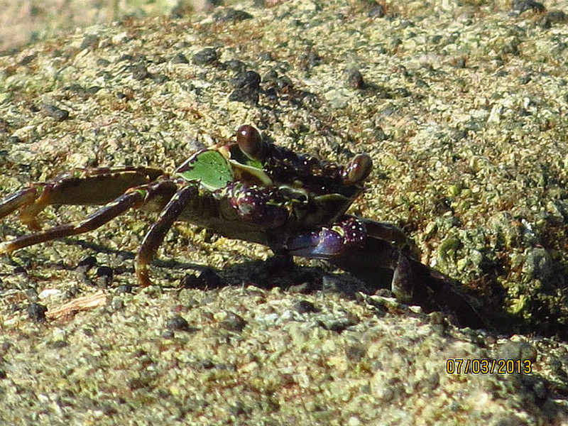 Green and purple crab