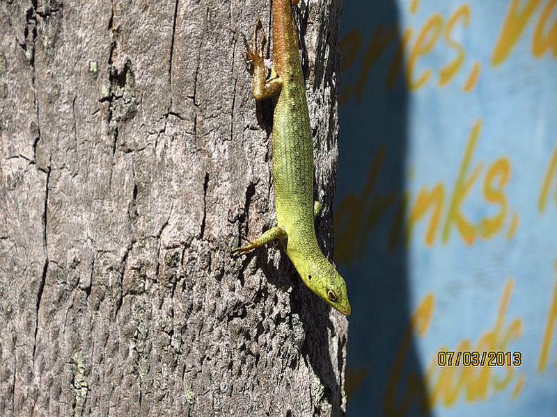 Green tree lizard