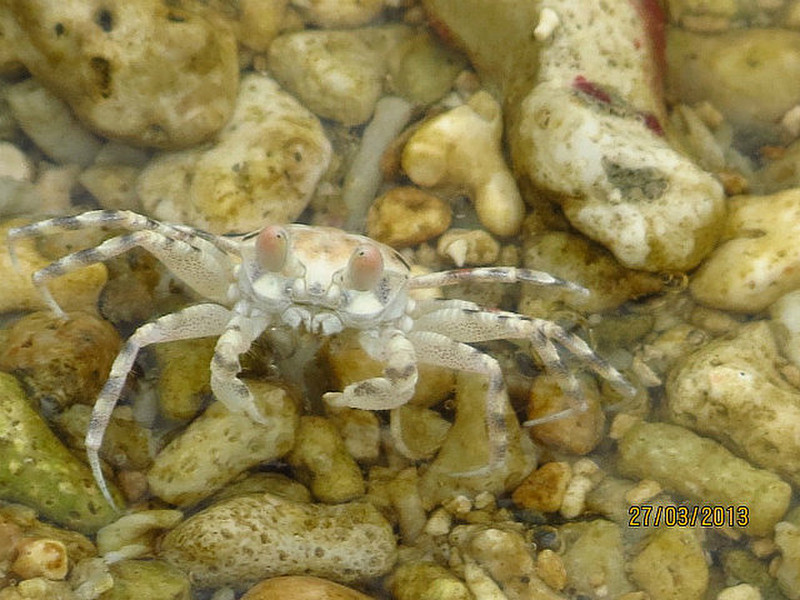 Tiny, thumbnail size crab