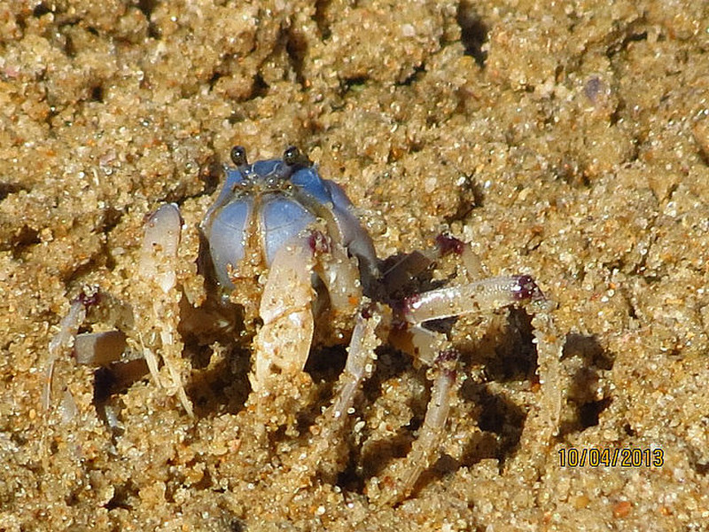 A &#39;General&#39; soldier crab