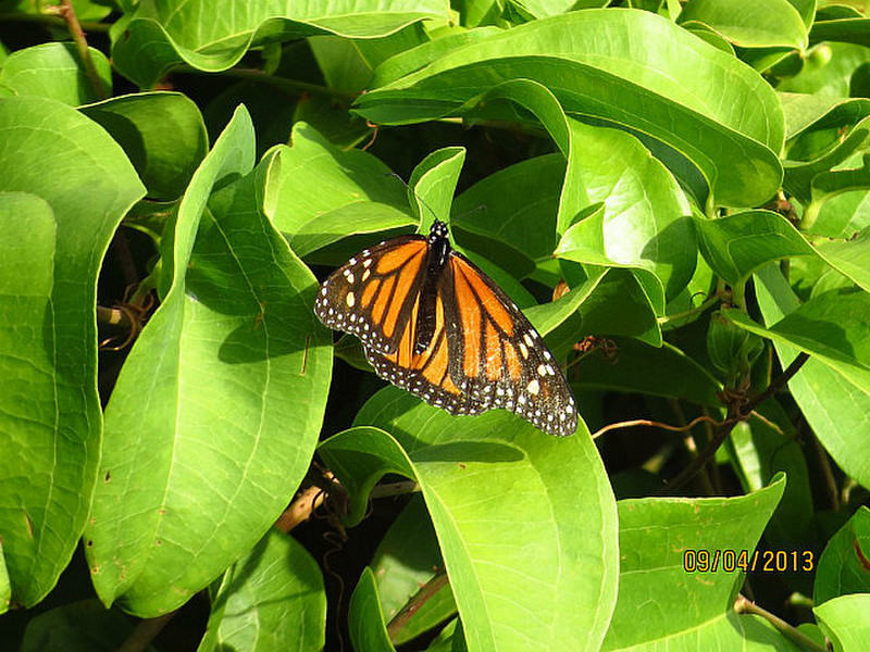 Monarch buttterfly