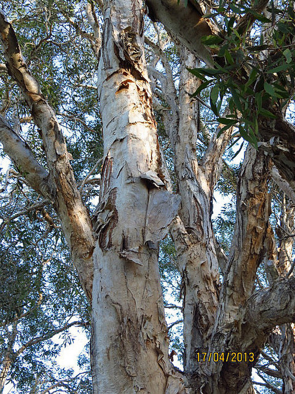 Bark flaking of tree - used by Aboriginals