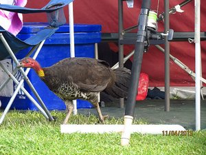 Can a Brush Turkey look guilty?
