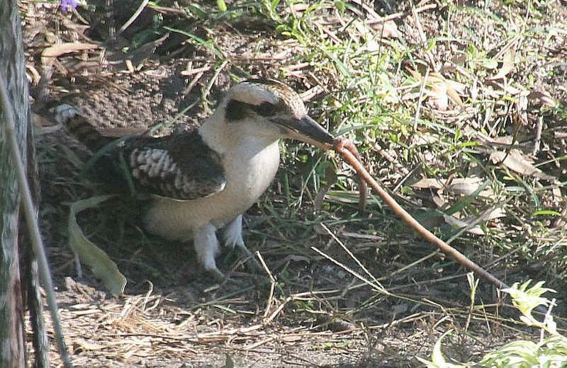 Kookaburra ate 3 worms this size for breakfast