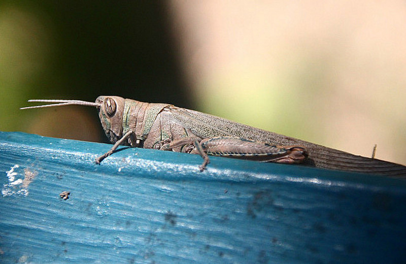 Cicada we think