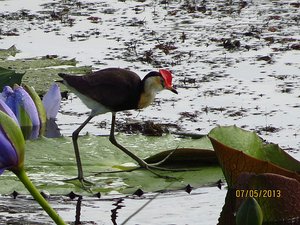 Red crested Jacana - what big feet!