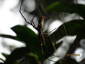 Golden Orb Spider - hand sized but harmless