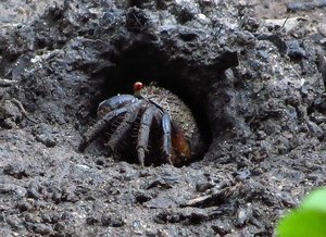 Mud crabs in the rainforest
