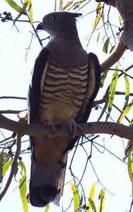 A Pacific Bazza - Lovely name
