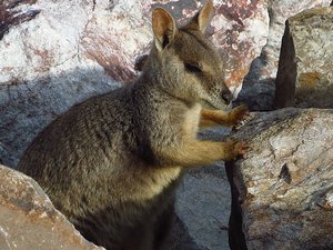Agile Rock Wallaby trying to push down the dam
