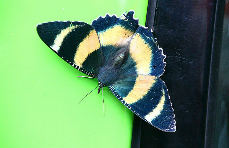 Butterfly on vehicle