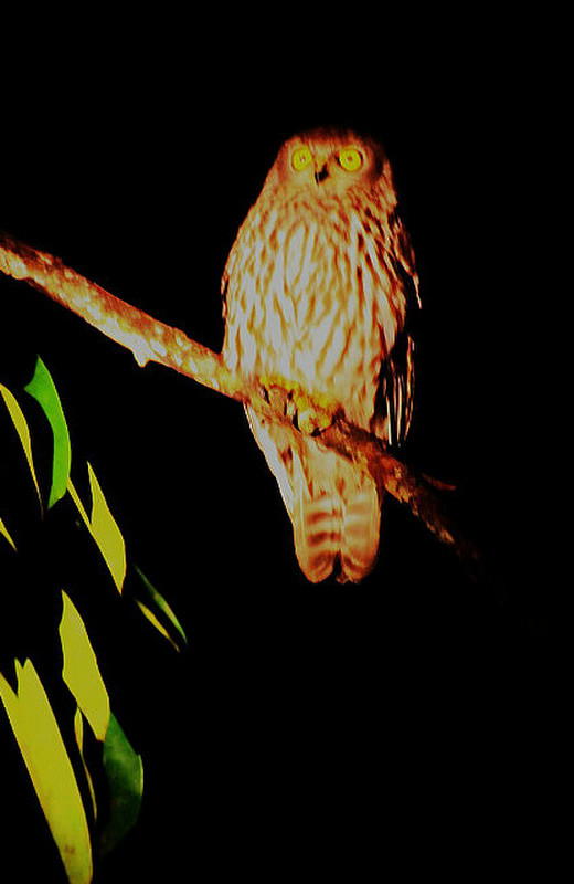 Barking Owl spotted on night walk