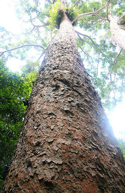Tall trees forming canopy in rainforest