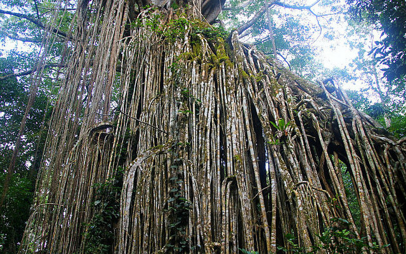 Curtain Fig Tree - roots drop down 