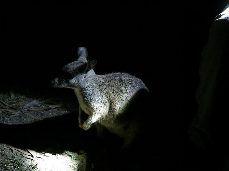 Wallaby by van at night