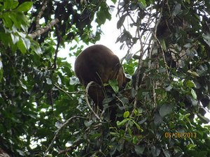 Tree Kangaroo - 50 feet + high in rain