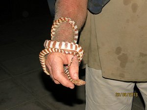 Banded Tree Snake in Kakadu