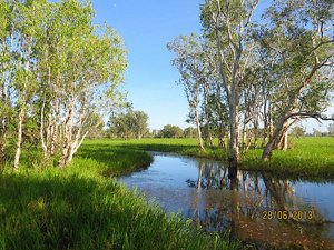 Kakadu looking like English water meadow