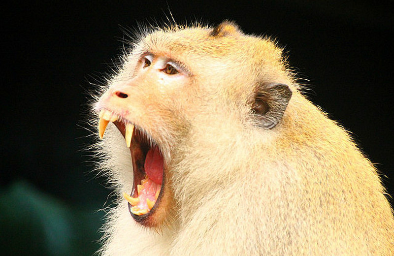 Monkeys get aggressive!