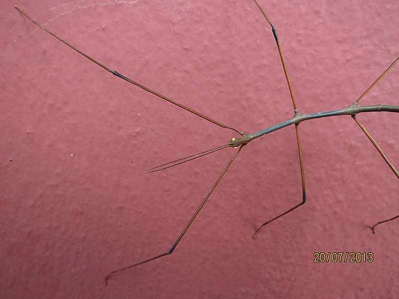 Stick insect, bigger than my hand