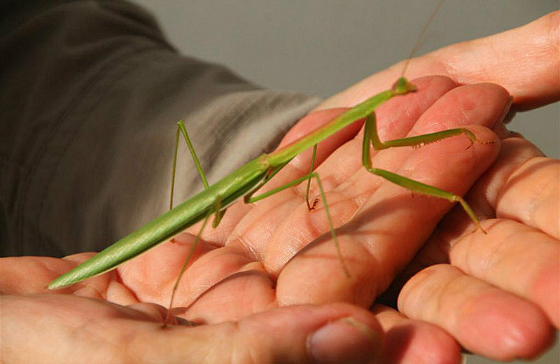 Stick insect found on restaurant wall