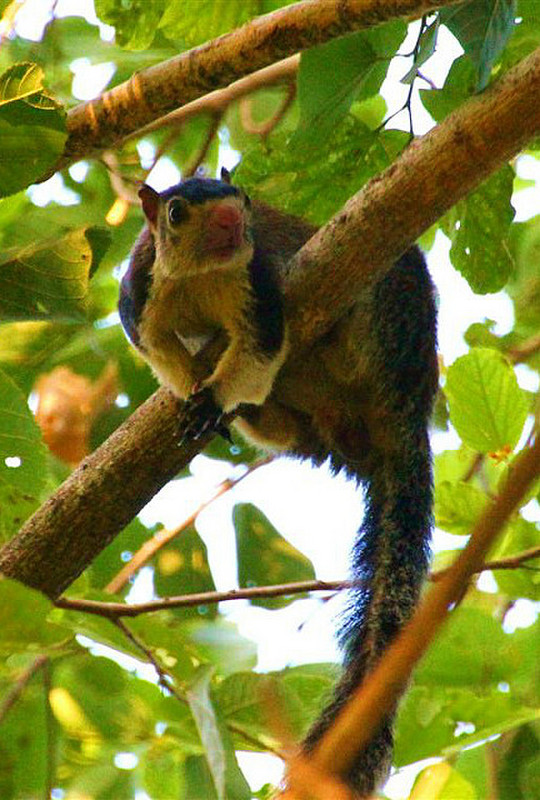Big squirrel'- national animal of Sri Lanka | Photo