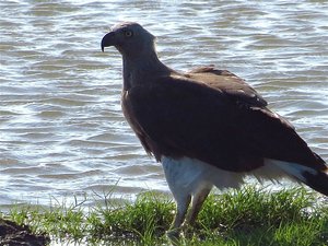 Grey Headed Eagle