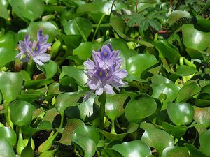 Water Iris - an eco nuisance