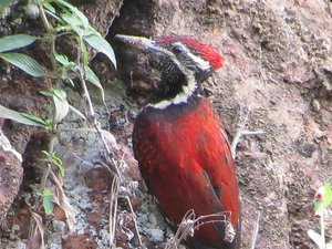 Black tailed Flame Back Woodpecker