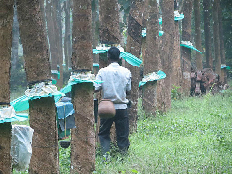Worker cutting rubber tree