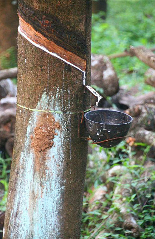 Rubber tree dripping latex into cup
