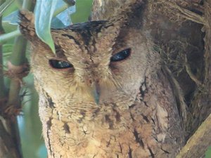 Indian Skopes Owl