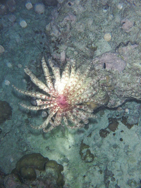 Soft coral opened up on night snorkel, 
