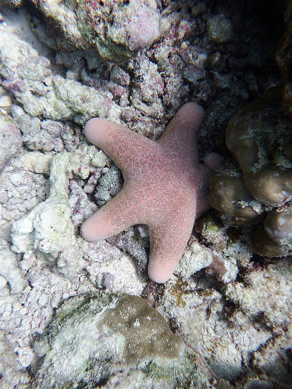 Pink starfish, looks like beanie toy