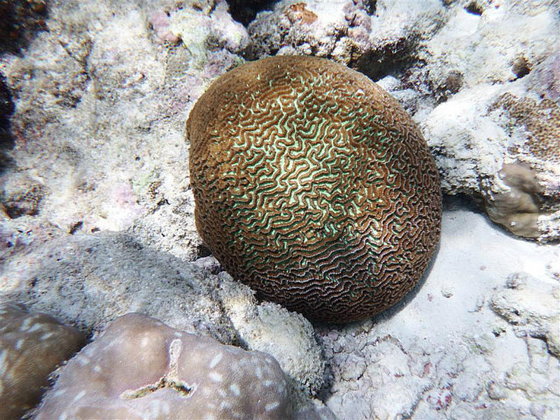 Green hard coral like brain