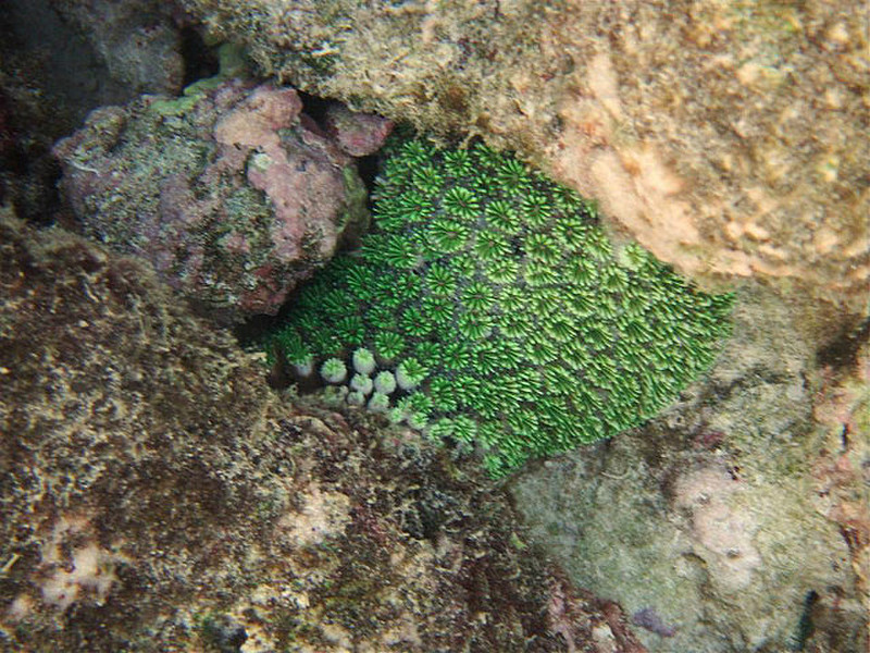 More green coral