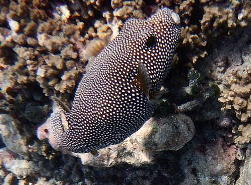 black polka dot puffer fish