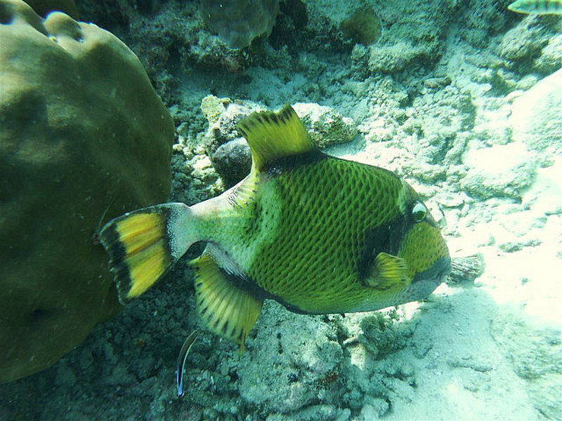 Trigger fish, same as one that attacked Jim