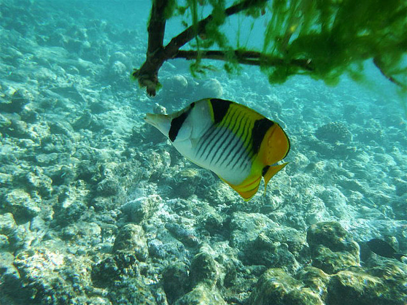 Butterfly fish I think