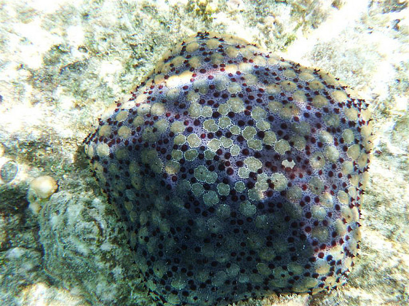 Another type of starfish, like pincushion
